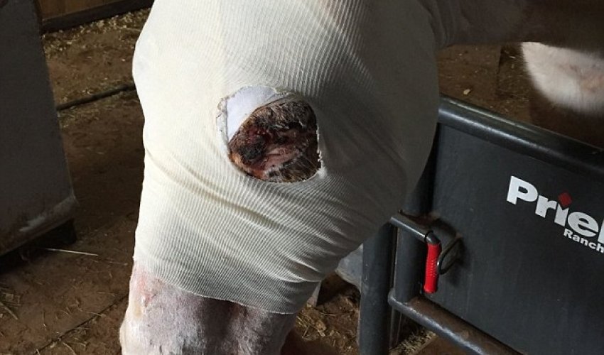 Horse left tangled in barbed wire fencing for two days Horse left tangled in barbed wire fencing for two days