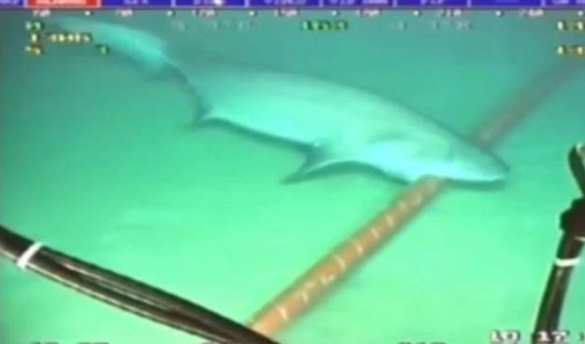 Sharks are eating the internet in Vietnam