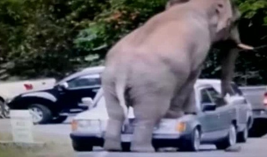 How am I going to explain this to the insurance company? How am I going to explain this to the insurance company?