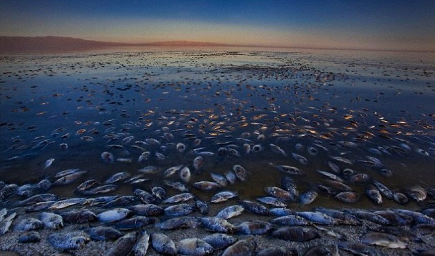 Why are so many animals dying? Why are so many animals dying?