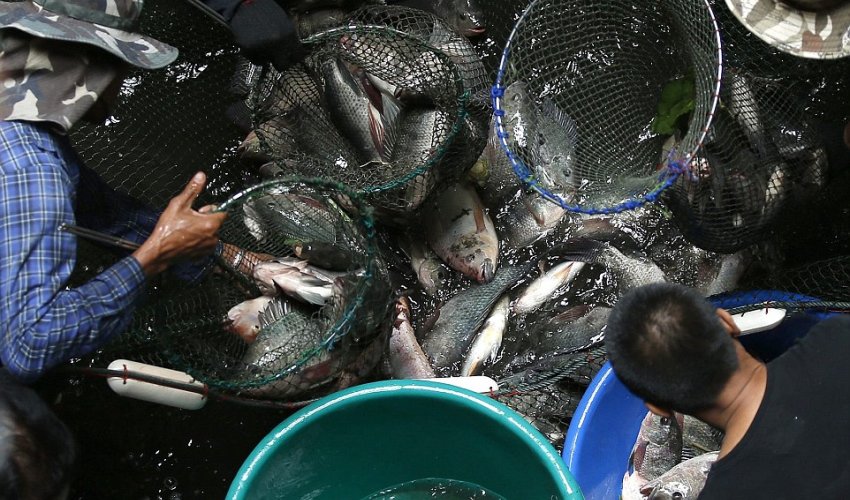 Derelict shopping plaza in Thailand becomes natural urban aquarium Derelict shopping plaza in Thailand becomes natural urban aquarium