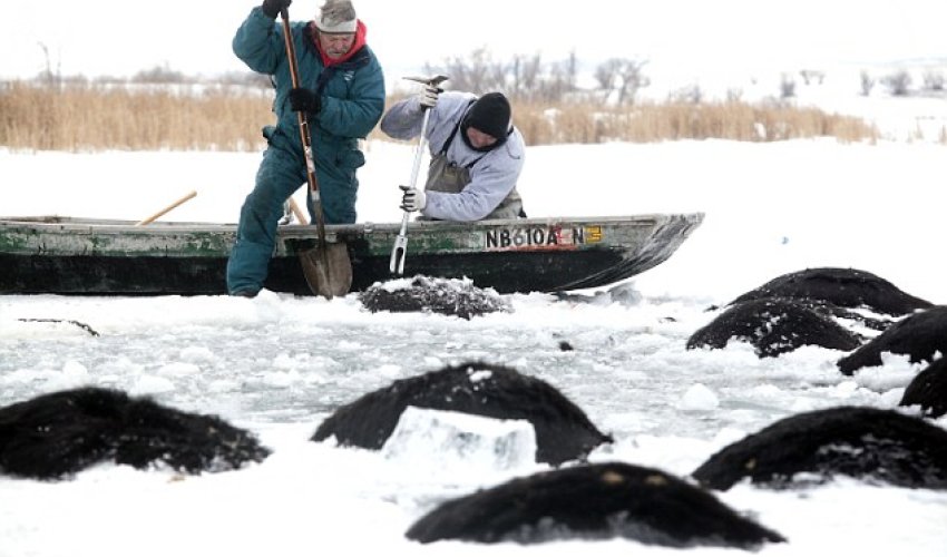The heartbreaking scene of 100 dead cows floating in a lake