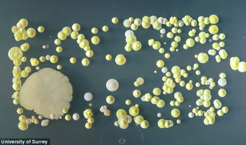 How filthy is YOUR phone?