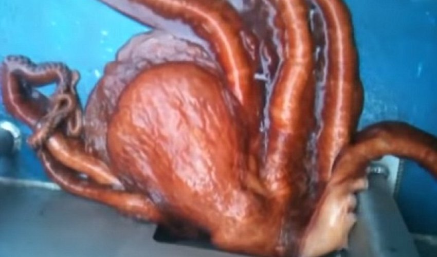 Octopus escapes from an Alaskan fishing boat