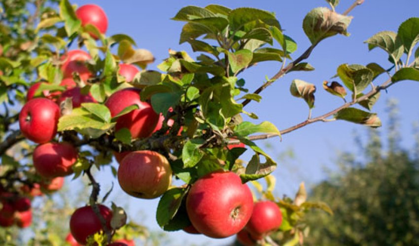 Meyvə ağaclarının yox olma təhlükəsi - Xəbərdarlıq