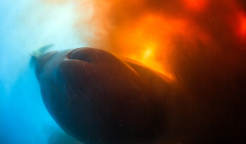 The moment divers were caught up in a 30-metre wide bowel movement