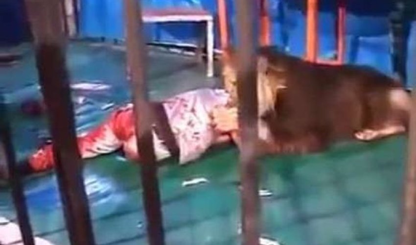 Qəzəblənmiş aslan öz təlimçisini parçaladı Qəzəblənmiş aslan öz təlimçisini parçaladı