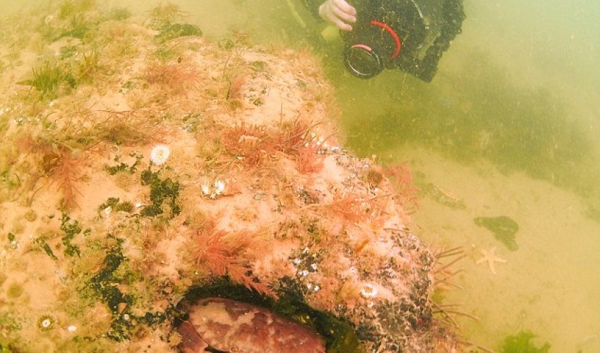 10,000-year-old FOREST hidden under the North Sea