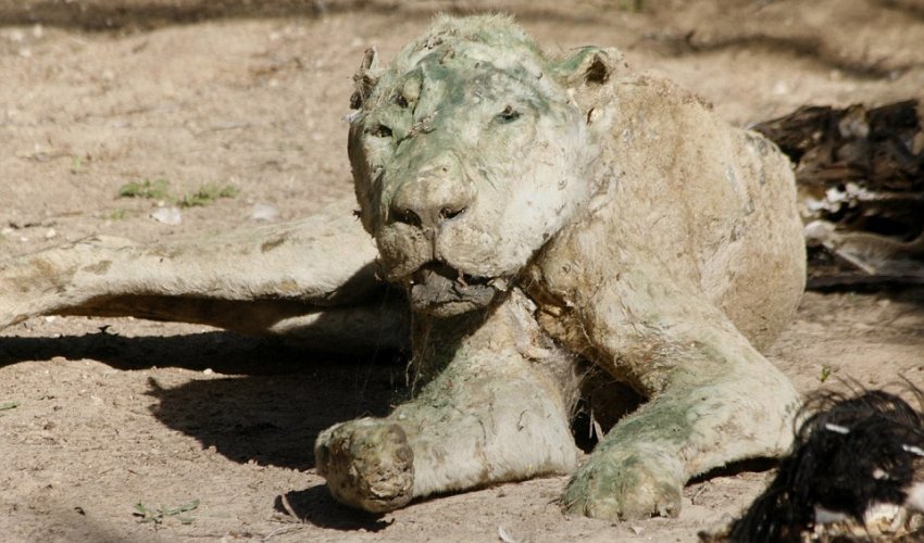 Dozens of animals starve at animal ‘attraction’ in Gaza