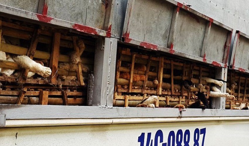 Thousands of kittens CRUSHED to death Thousands of kittens CRUSHED to death