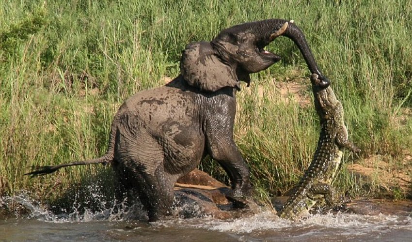 Crocodile snaps elephant's jaws around its trunk