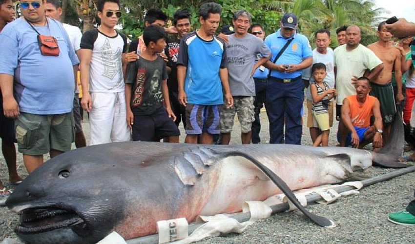 'Toothless' monster from the deep 'Toothless' monster from the deep