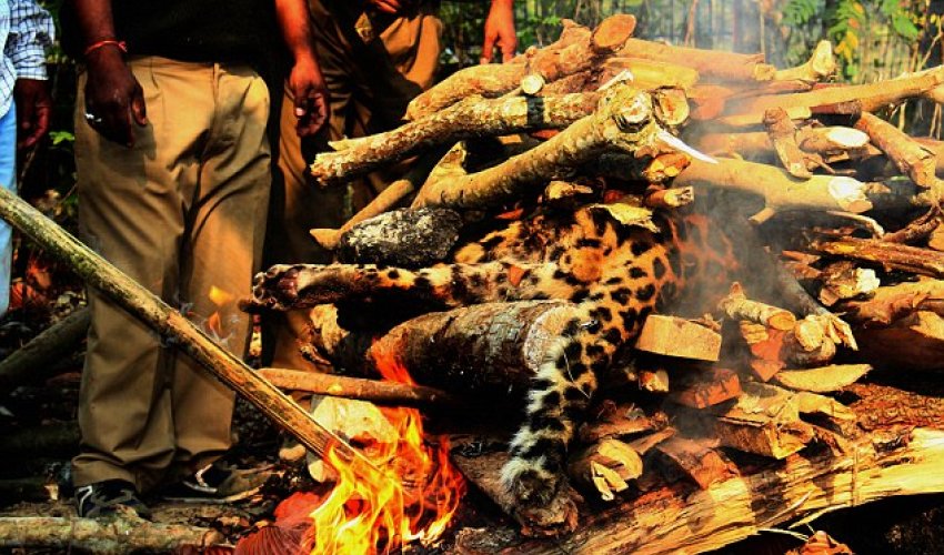 Indian officials burning the body of an endangered leopard