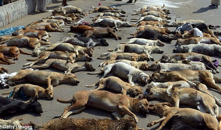 Dozens of dogs killed in Pakistan in response to rising numbers of strays Dozens of dogs killed in Pakistan in response to rising numbers of strays