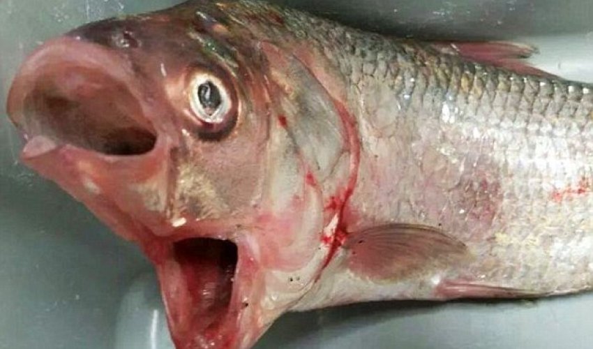 Another creature from the deep