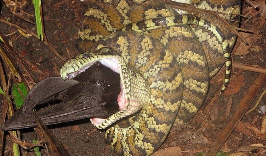 Carpet python devours a flying fox whole