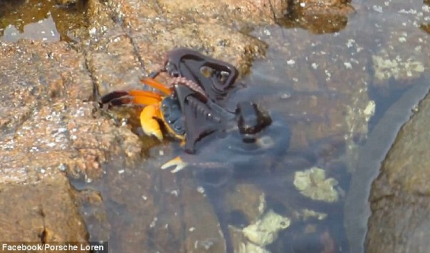 OCTOPUS launches a surprise attack from a rock pool on an unsuspecting crab