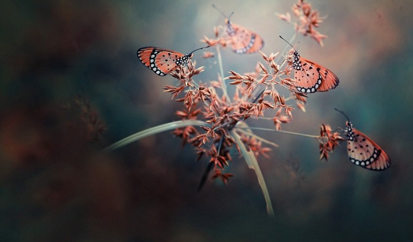 The beautiful and the bizarre come together in the world’s greatest photographs