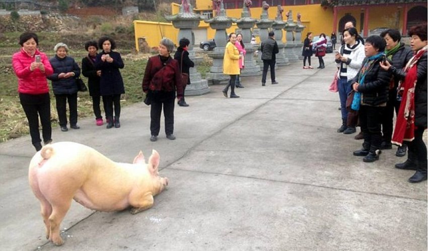 150kg fugitive pig 'praying' before a Buddhist temple