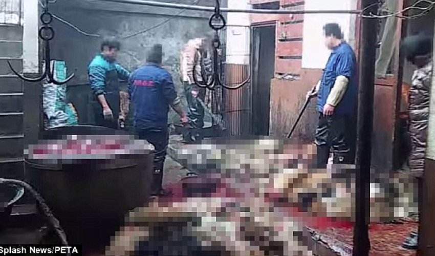 'One of the worst things I've ever seen' 'One of the worst things I've ever seen'