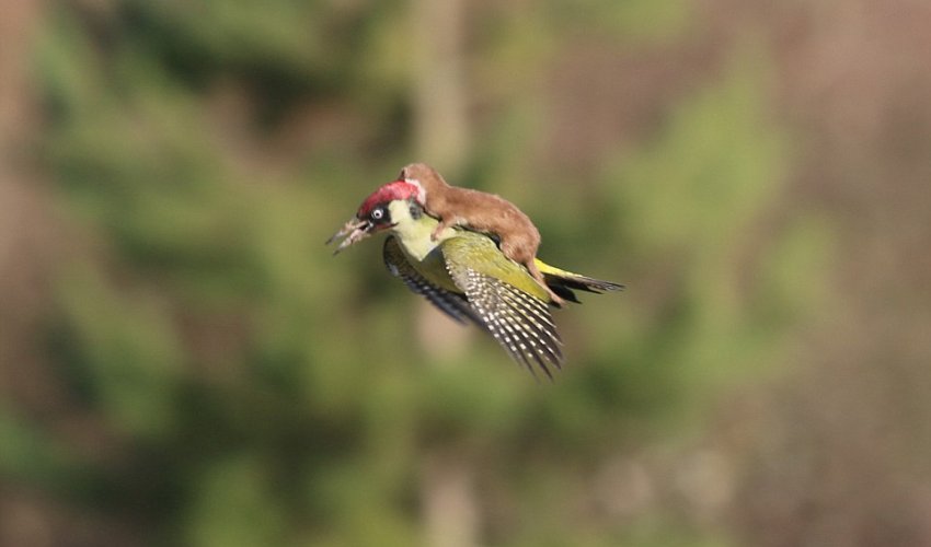 Weasel hitching a ride on the back of a woodpecker Weasel hitching a ride on the back of a woodpecker
