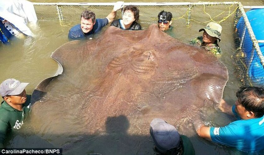 Giant 14ft, 800lb stingray becomes the biggest freshwater fish ever caught with a line