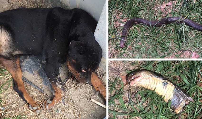 Five dogs attack a cobra