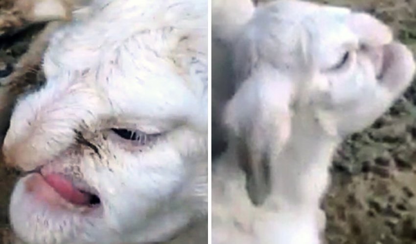 Lamb born with FACE OF A HUMAN terrifies village