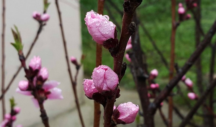 Views of spring in Azerbaijan