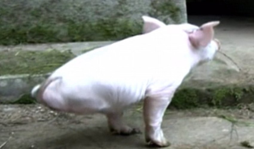 He knows how to hog the limelight He knows how to hog the limelight