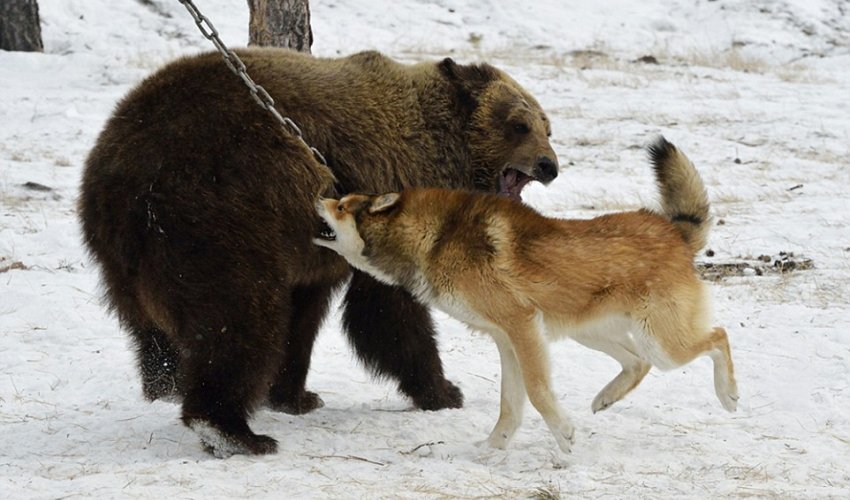 Vicious dogs in Russian 'hunting' contest