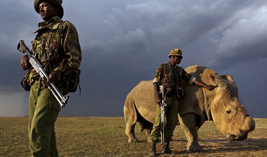 Only surviving male northern white rhino is put under armed guard Only surviving male northern white rhino is put under armed guard