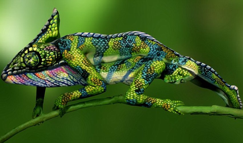 Chameleon?