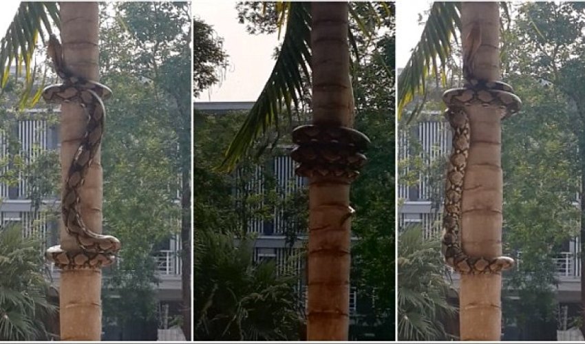 Strangely mesmerising footage shows methodical way pythons climb trees