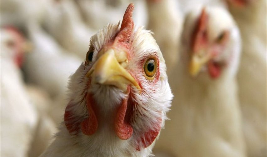 Azerbaijan bans Turkish poultry imports due to bird flu outbreak