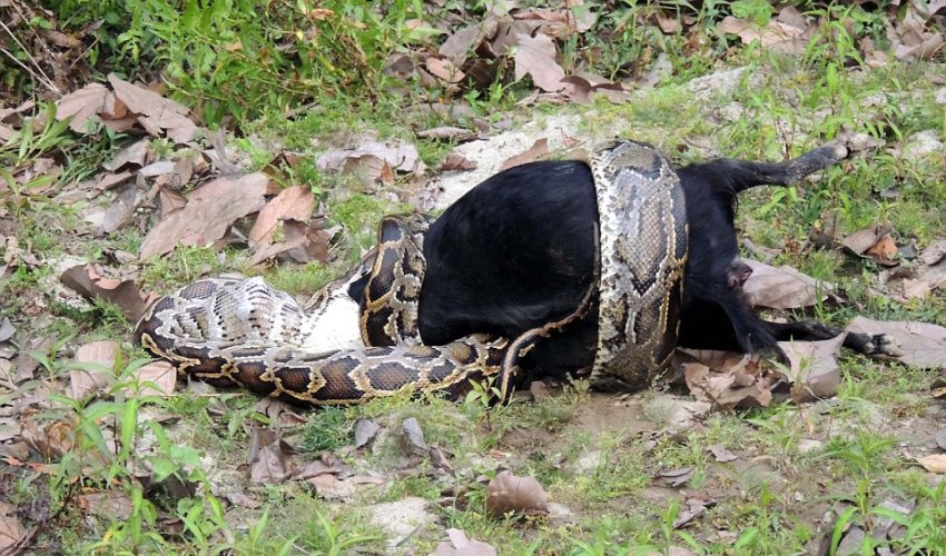 Horrific moment live goat is swallowed by 10ft python in Indian nature reserve