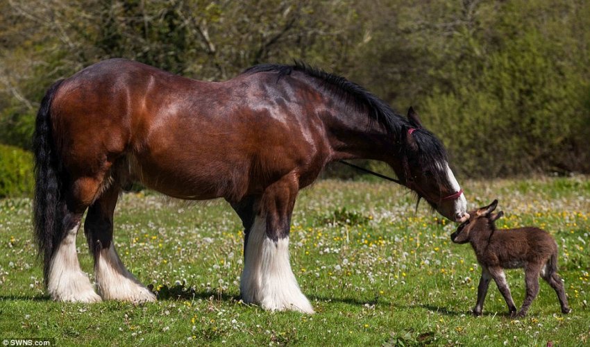 Newborn donkey only 21 INCHES tall makes friends with 5ft 6ins shire horse