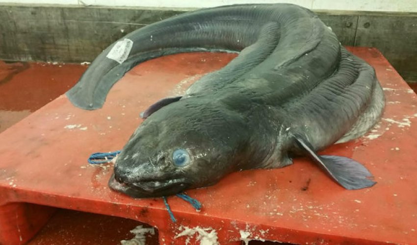 Record-breaking fish caught off British coast