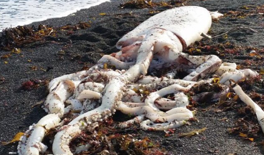 Giant sea monster from the deep washes up on New Zealand beach