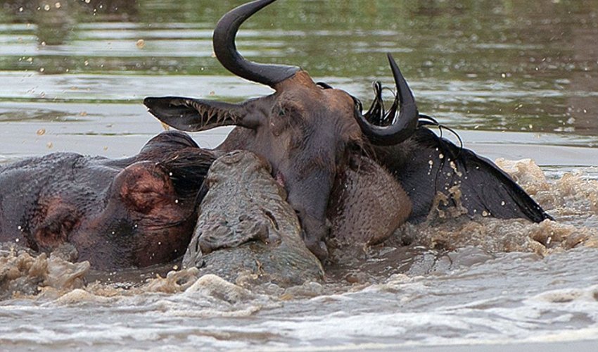 Amazing three-way battle to the death between a hippo, a crocodile and a wildebeest Amazing three-way battle to the death between a hippo, a crocodile and a wildebeest