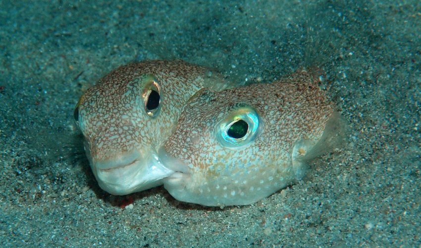 The 10 most exciting species discovered this year The 10 most exciting species discovered this year
