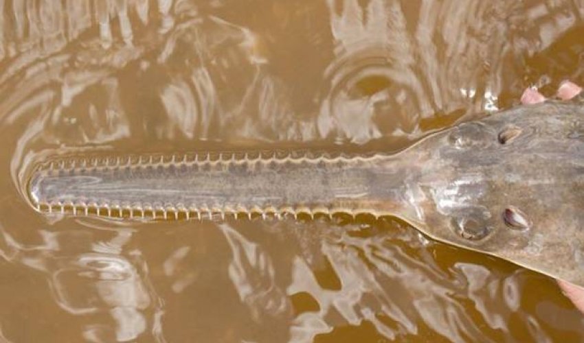 Sawfish 'virgin births': Species procreates without males, says study