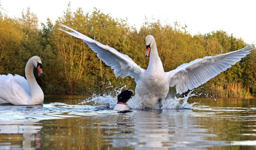 Dramatic moment a dog and swan come to blows in lake