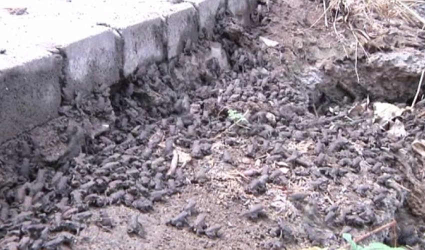 Tens of thousands of TOADS descend on town following heavy rainfall Tens of thousands of TOADS descend on town following heavy rainfall