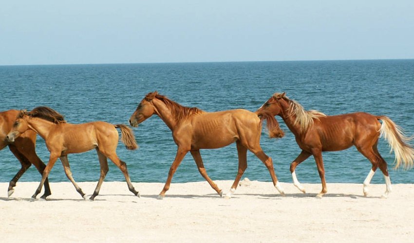 The Azerbaijani sport that makes horse sense