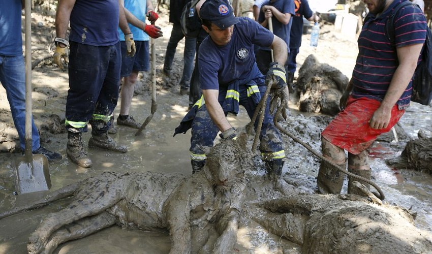 A pitiful end for the animals of Georgia's flooded zoo