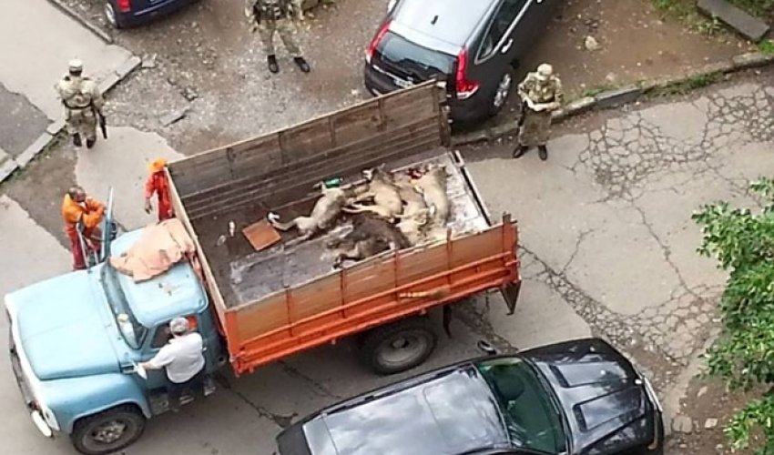В Тбилиси переловили всех зверей В Тбилиси переловили всех зверей