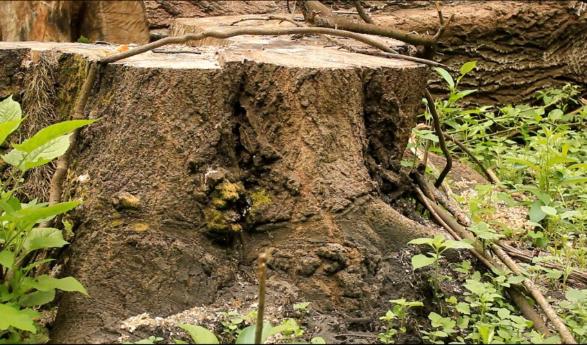 NO COMMENT: Ağacların qətliamı - ANN.TV