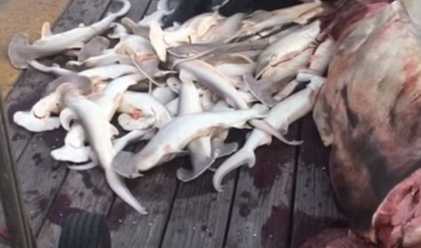 Fisherman removes 34 baby sharks from the body of dead hammerhead mother Fisherman removes 34 baby sharks from the body of dead hammerhead mother