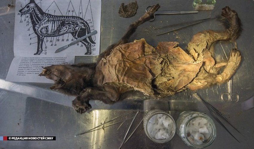 'World's oldest mummified dog' goes under the knife 'World's oldest mummified dog' goes under the knife